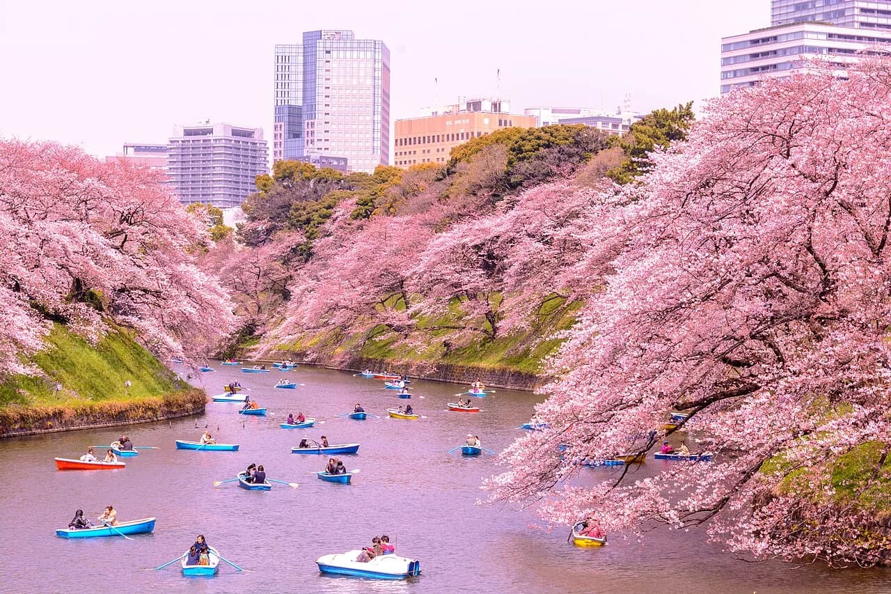 Bloeiende sakura langs een rivier in Japan tijdens het voorjaar